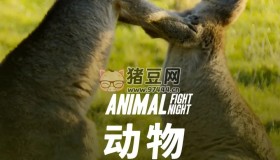 《動物搏擊會》紀(jì)錄片 第五季 Animal Fight Night Season 5 (2017) 1080