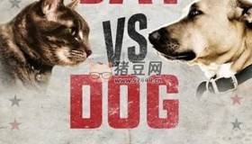 《貓狗大戰(zhàn)》Cat vs Dog 紀(jì)錄片 (2017) 1080