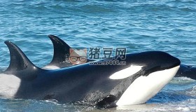 《深海巨獸》紀(jì)錄片 Giants of the Deep Blue (2018)