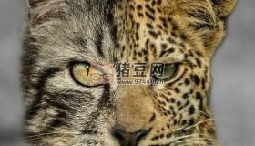 《貓之魂》紀(jì)錄片 Soul of the Cat (2017)