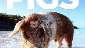 《聰明的豬》紀(jì)錄片 Amazing Pigs (2018)
