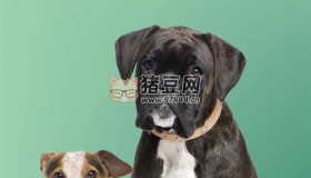 《狗狗體型之謎》紀(jì)錄片 How Dogs Got Their Shapes (2016)