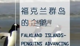 《企鵝之島：福克蘭》紀錄片 Les Malouines, paradis des manchots (2010)