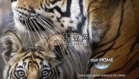《老虎》紀錄片 (2024) 4K HDR & Dv 中字內(nèi)嵌字幕