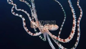 《章魚的秘密》紀(jì)錄片 (2024) 4K HDR & Dv 中字內(nèi)嵌字幕