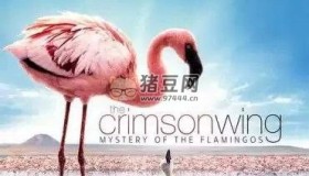 《紅色翅膀：火烈鳥(niǎo)故事》紀(jì)錄片 (2008) 1080P 中英外掛字幕