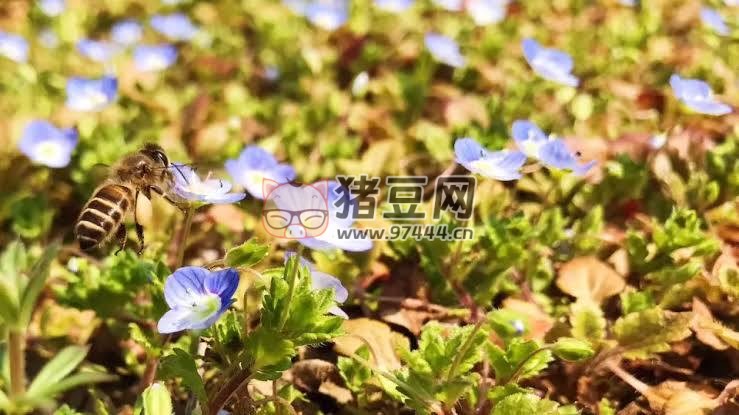 《春天的聲音》4K 超清