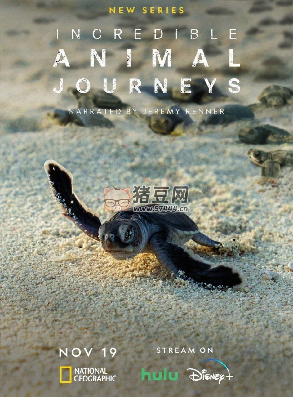 《不可思議的動物之旅》(2023) 4K HDR 中字內(nèi)嵌字幕