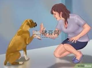 狗狗基本訓(xùn)練技巧視頻教程