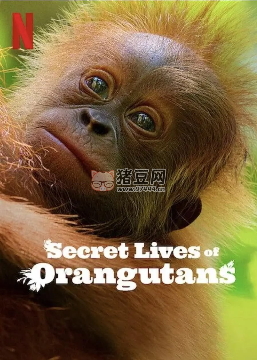 《紅毛猩猩的秘密生活》紀錄片 Secret Lives of Orangutans (2024) 1080