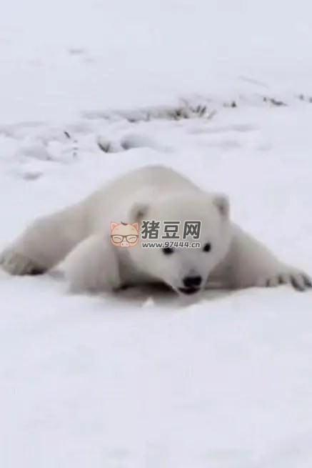 《北極熊寶寶》紀(jì)錄片 (2018) 1080