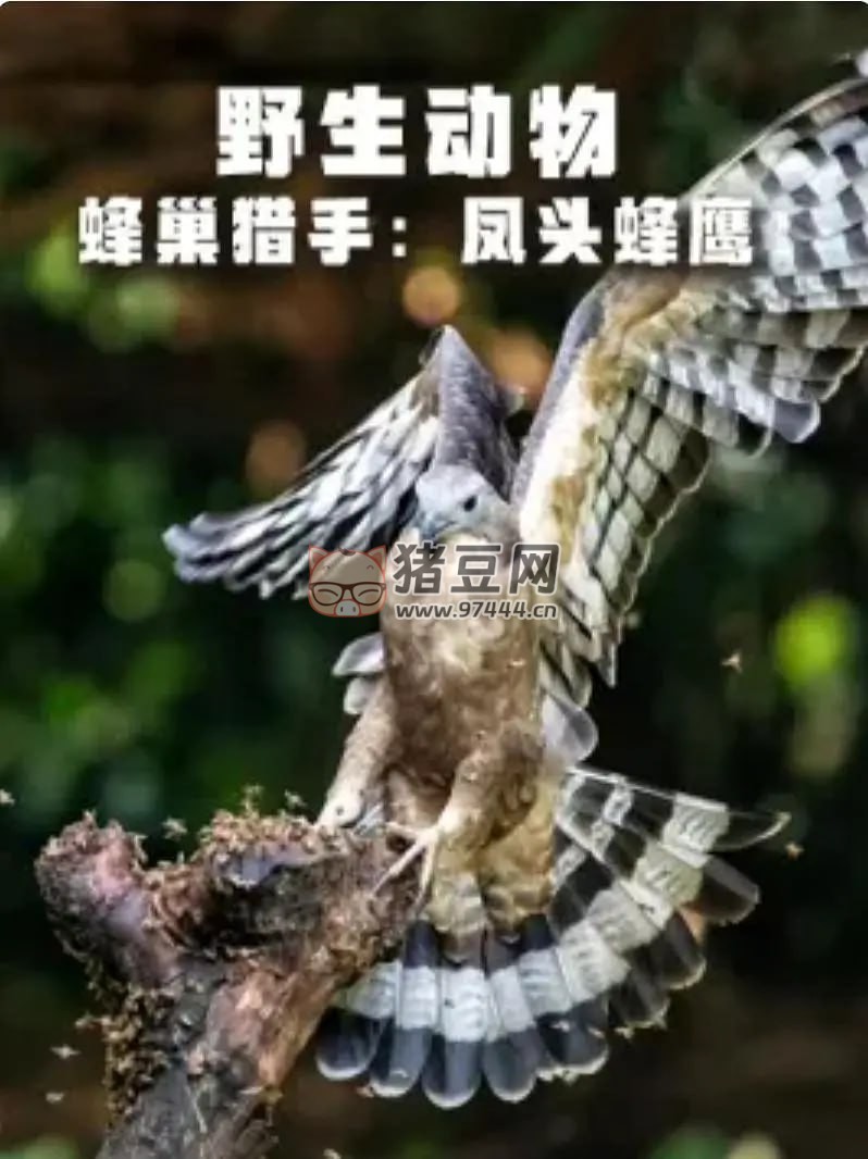 《野生動(dòng)物：蜂巢獵手 - 鳳頭蜂鷹》紀(jì)錄片 (2018) 1080