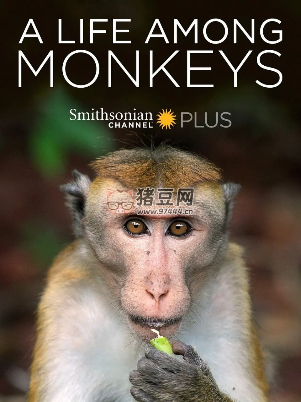 《猴群中的生活》紀(jì)錄片 A Life Among Monkeys (2019)