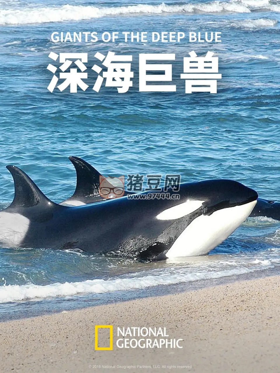《深海巨獸》紀錄片 Giants of the Deep Blue (2018)