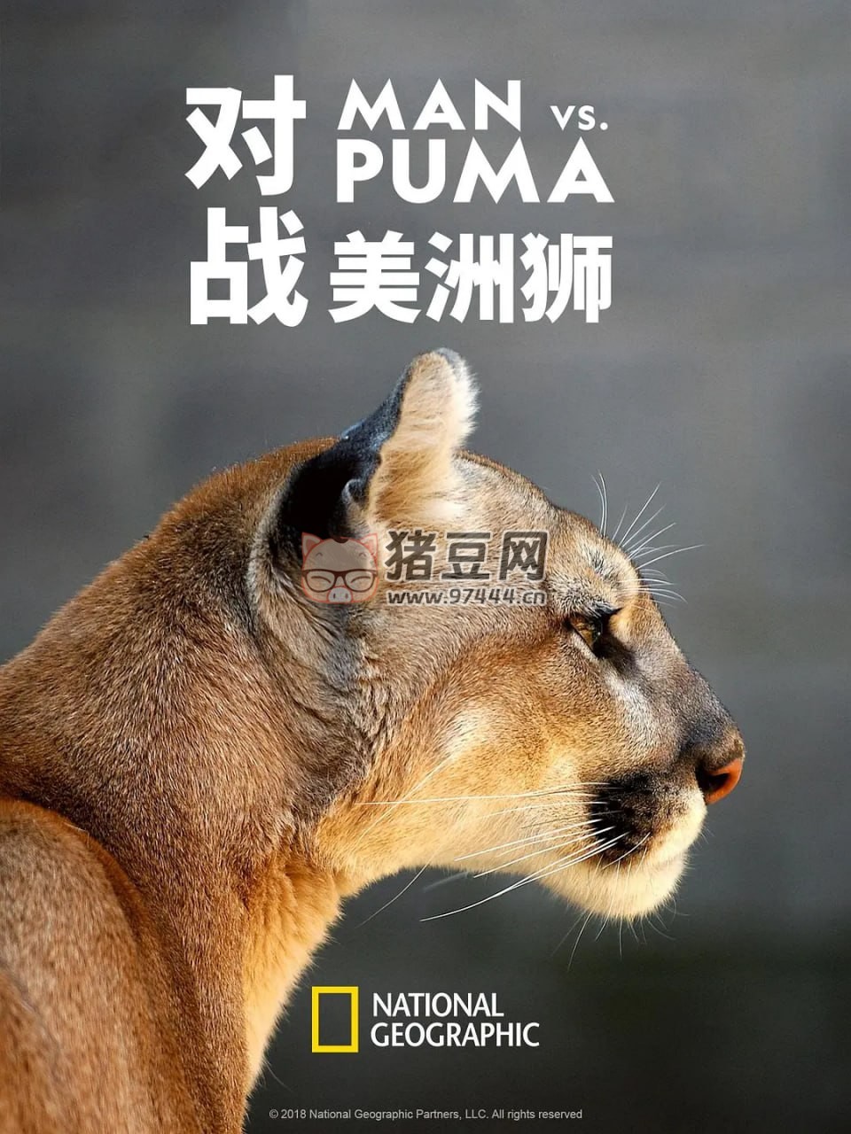 《對戰(zhàn)美洲獅》紀錄片 Man vs. Puma (2018)