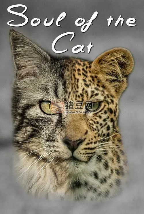 《貓之魂》紀(jì)錄片 Soul of the Cat (2017)