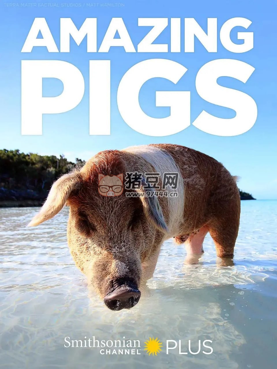 《聰明的豬》紀(jì)錄片 Amazing Pigs (2018)