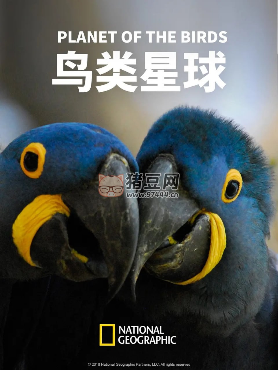 《鳥類星球》紀(jì)錄片 Planet of The Birds (2018)
