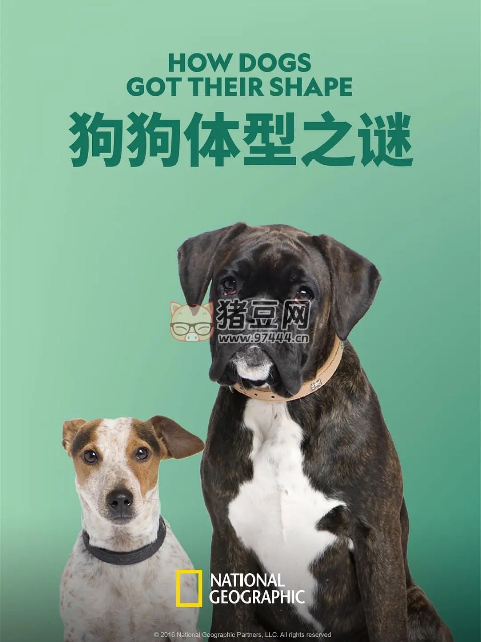 《狗狗體型之謎》紀(jì)錄片 How Dogs Got Their Shapes (2016)