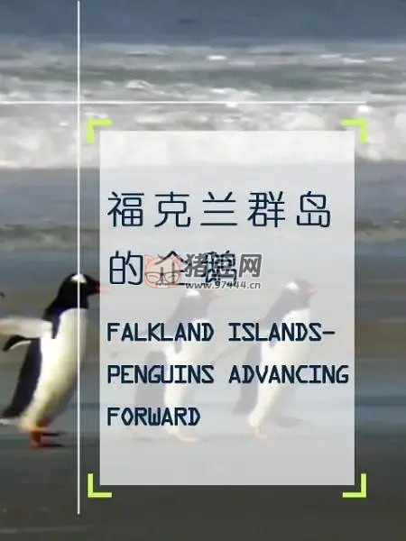 《企鵝之島：福克蘭》紀(jì)錄片 Les Malouines, paradis des manchots (2010)