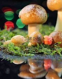 《微觀世界》紀錄片 (2017)