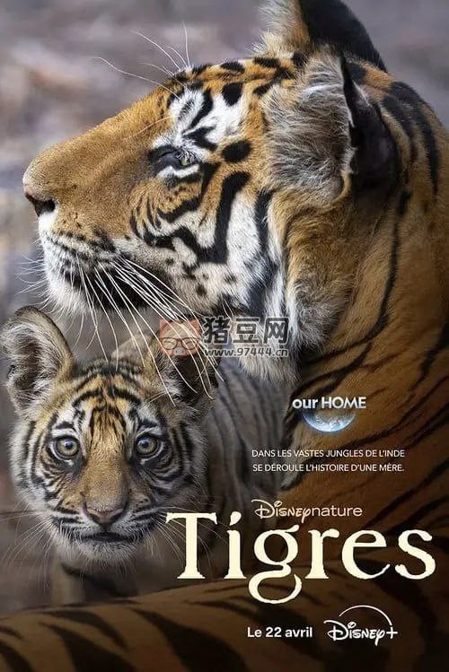《老虎》紀錄片 (2024) 4K HDR & Dv 中字內嵌字幕