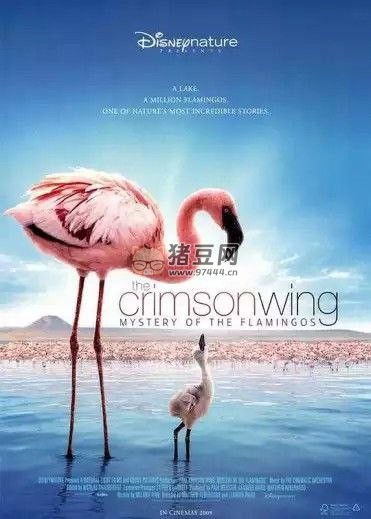 《紅色翅膀：火烈鳥故事》紀錄片 (2008) 1080P 中英外掛字幕